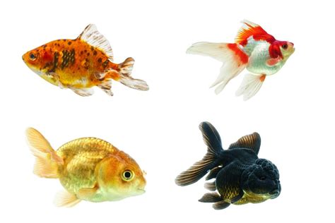 金磚魚好養嗎|金魚飼養新手入門：8個金魚飼養技巧大公開（新手必。